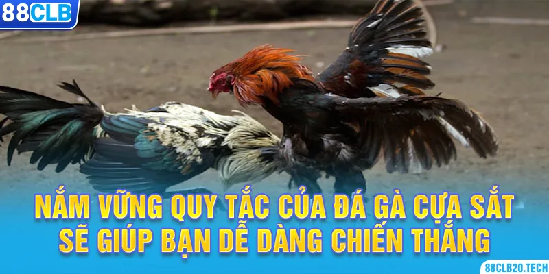 Nắm vững quy tắc của đá gà cựa sắt sẽ giúp bạn dễ dàng chiến thắng