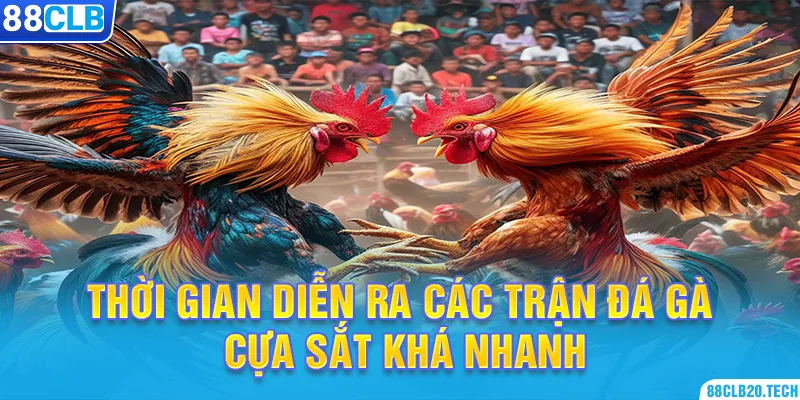 Thời gian diễn ra các trận đá gà cựa sắt khá nhanh